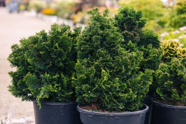 Hinoki Cypress 'Nana Lutea' 7 Gallon