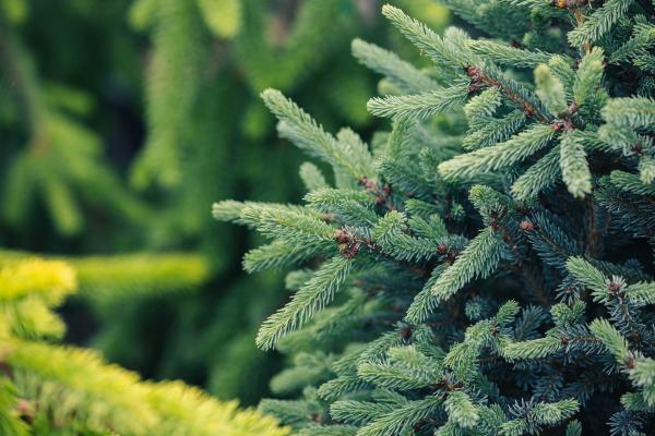 White Spruce 'Blue Teardrop' 5 Gallon