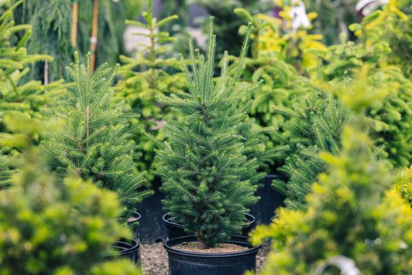 White Spruce 'Montrose Charm' 5 Gallon