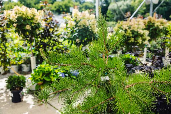 Bur Pine 5 Gallon