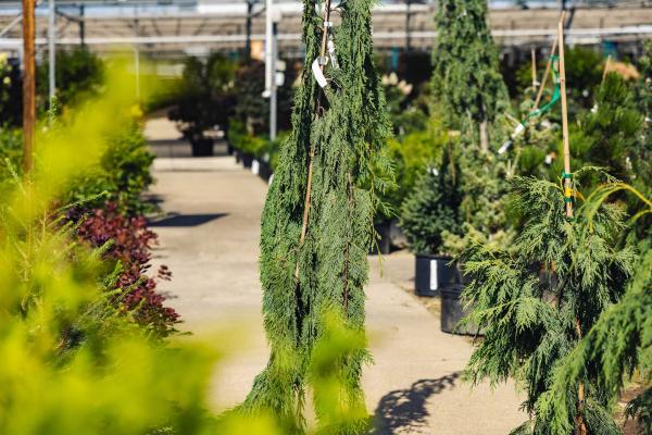 Weeping Alaskan Cedar 7 Gallon