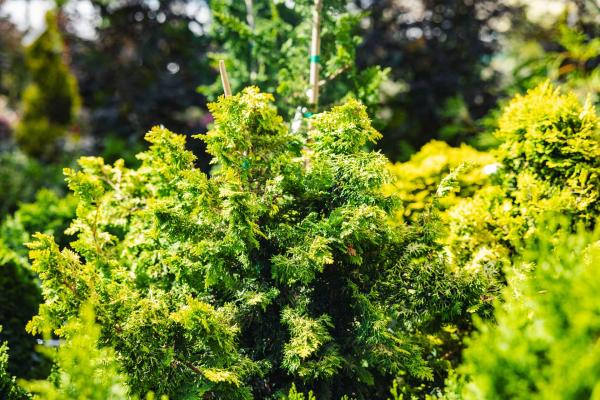 Hinoki Cypress 'Fernspray' 3 Gallon