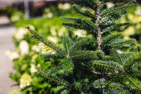 Douglas Fir 7 Gallon
