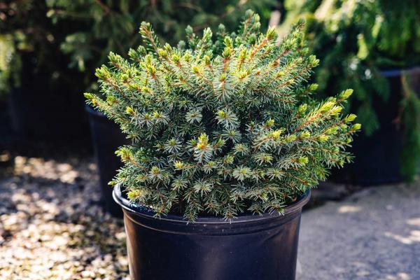 Serbian Spruce 'Nana' 3 Gallon