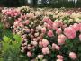 Panicle Hydrangea Limelight Prime&reg; Tree 5 Gallon