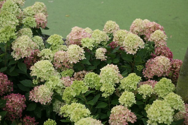 Panicle Hydrangea Little Lime&reg; Tree 5 Gallon