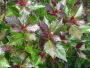 Holly Castle Rouge&reg; 3 Gallon