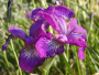 Siberian Iris 'Showdown' 2 Gallon