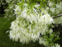 White Fringetree Clump 5 Gallon
