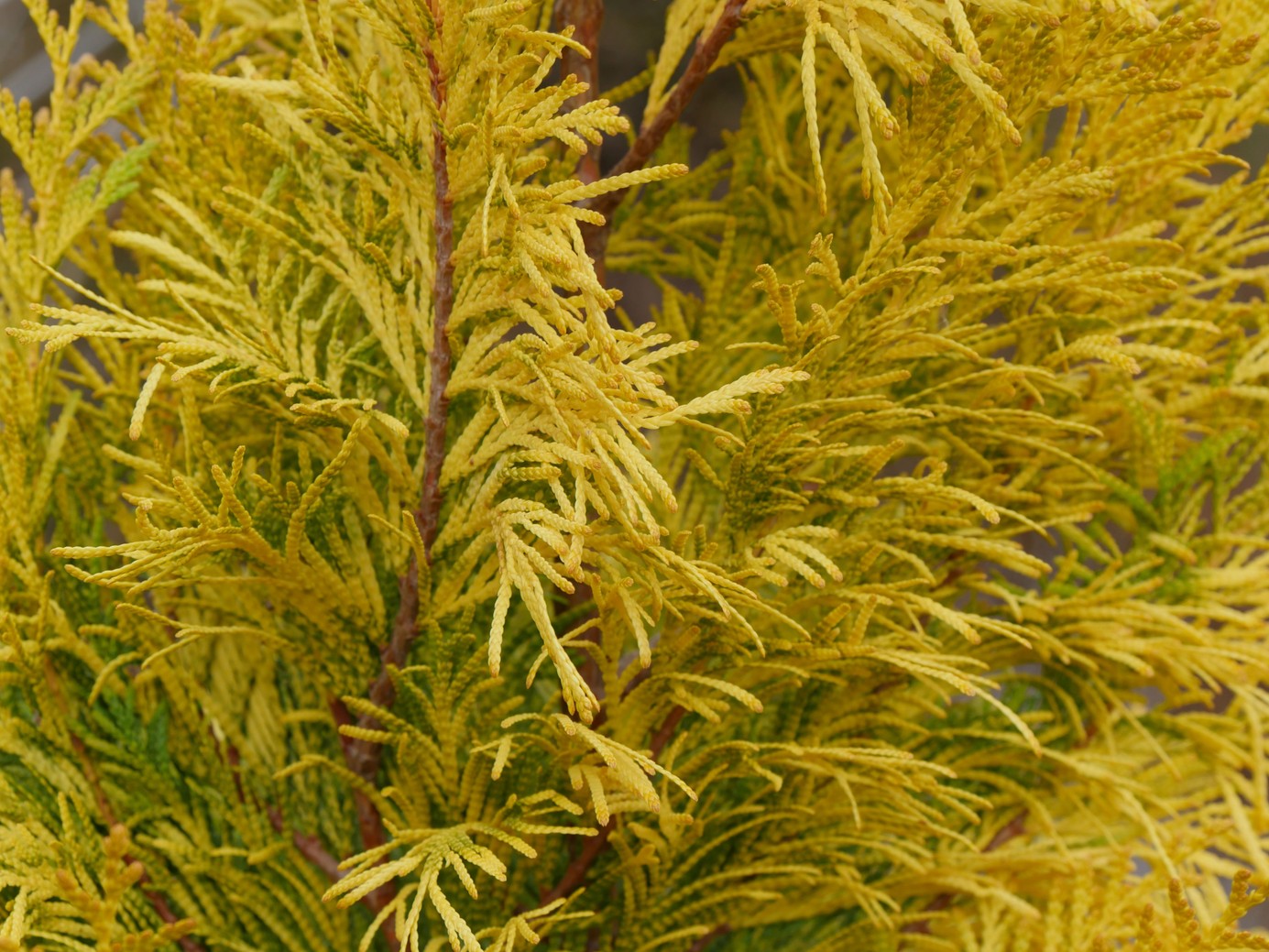 Western Arborvitae Fluffy&reg; 7 Gallon