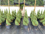 Dwarf Alberta Spruce Double Spiral Topiary 7 Gallon