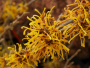 Witch-hazel 'Barmstedt Gold' 5 Gallon