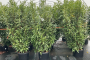 Cherry Laurel 'Schipkaensis' 10 Gallon
