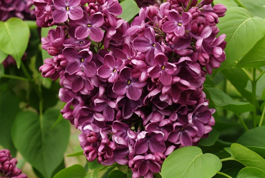 Lilac 'Yankee Doodle' 3 Gallon