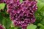 Lilac 'Yankee Doodle' 3 Gallon