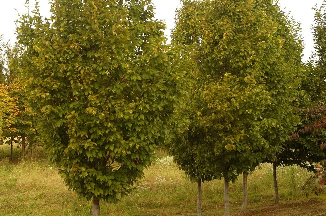 European Hornbeam 'Frans Fontaine' 10 Gallon