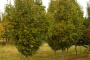 European Hornbeam 'Frans Fontaine' 10 Gallon