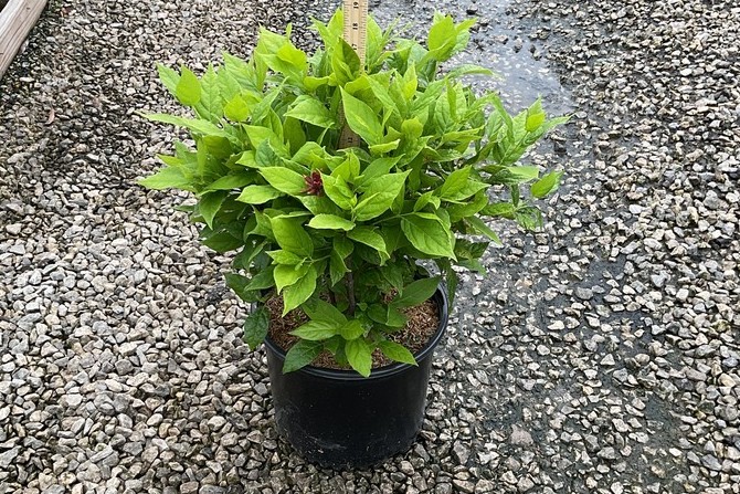 Sweetshrub 3 Gallon