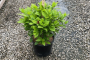 Sweetshrub 3 Gallon