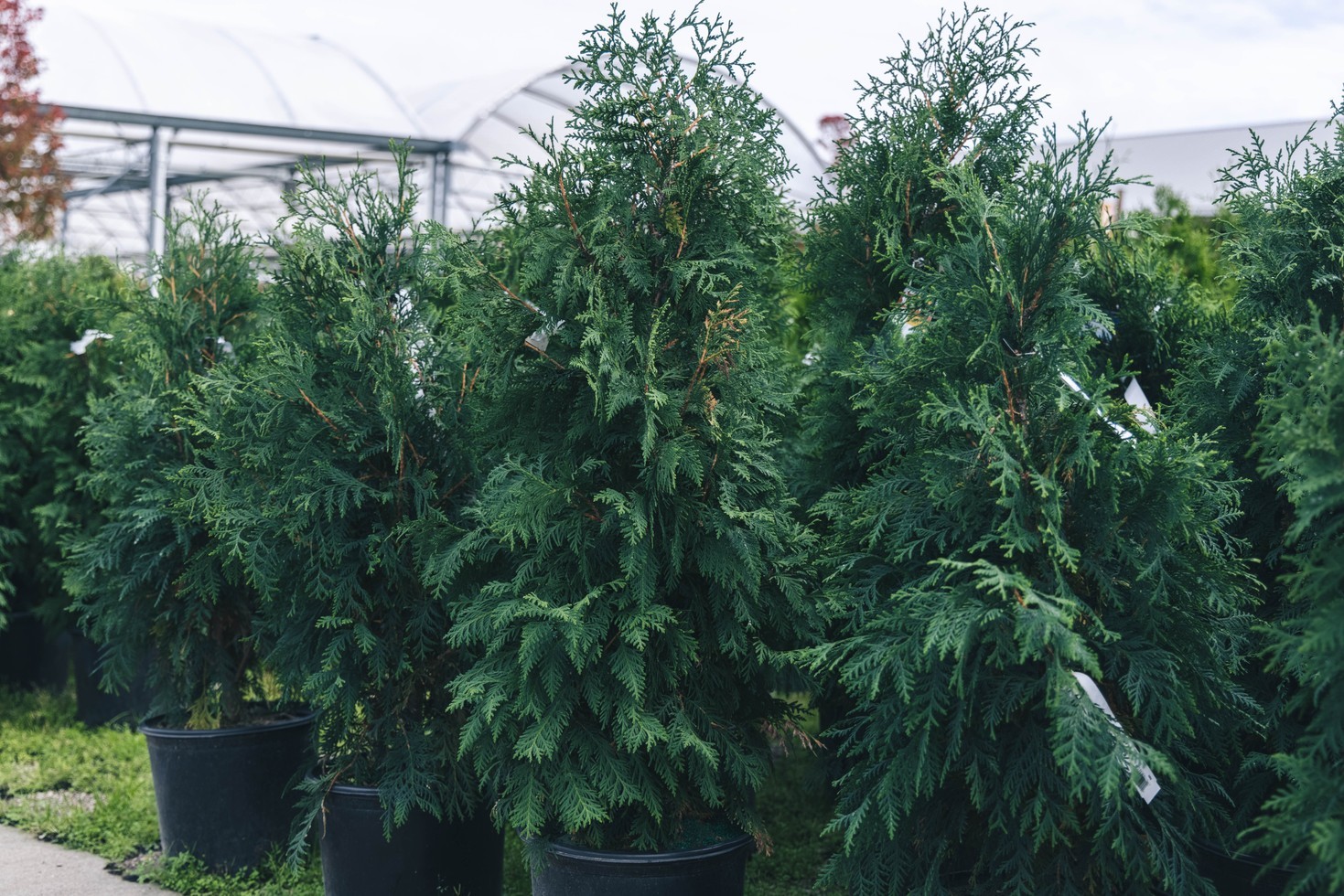 Mission Arborvitae 'Techny' 15 Gallon