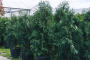 Mission Arborvitae 'Techny' 15 Gallon