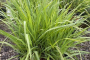 Switch Grass 'Heavy Metal' 1 Gallon
