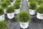 Arborvitae Whip It Good&reg; 3 Gallon