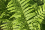 Narrow-leaved Glade Fern 1 Gallon