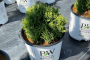 Arborvitae Tater Tot&reg; 3 Gallon