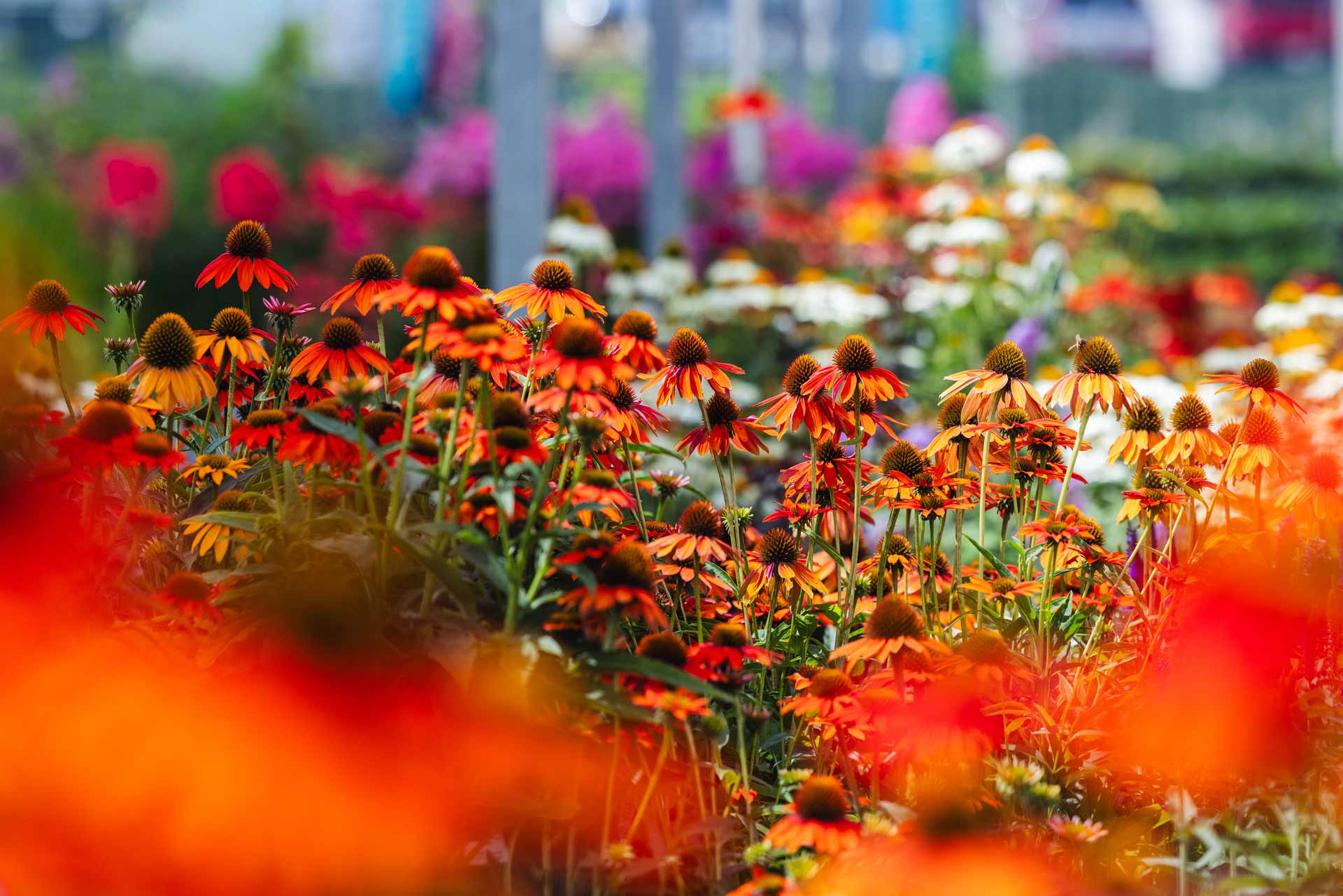 Perennials