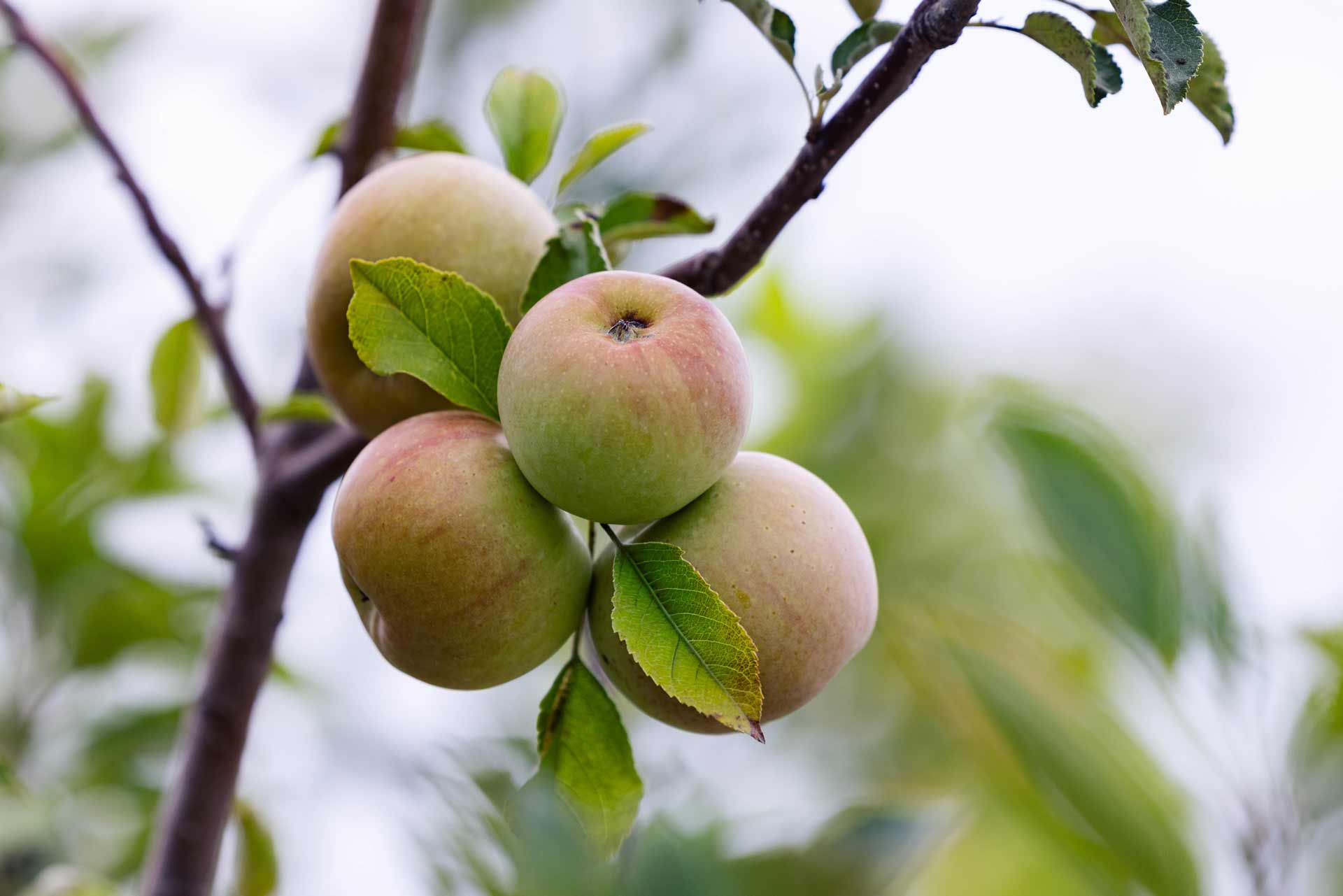Fruit Trees & Shrubs