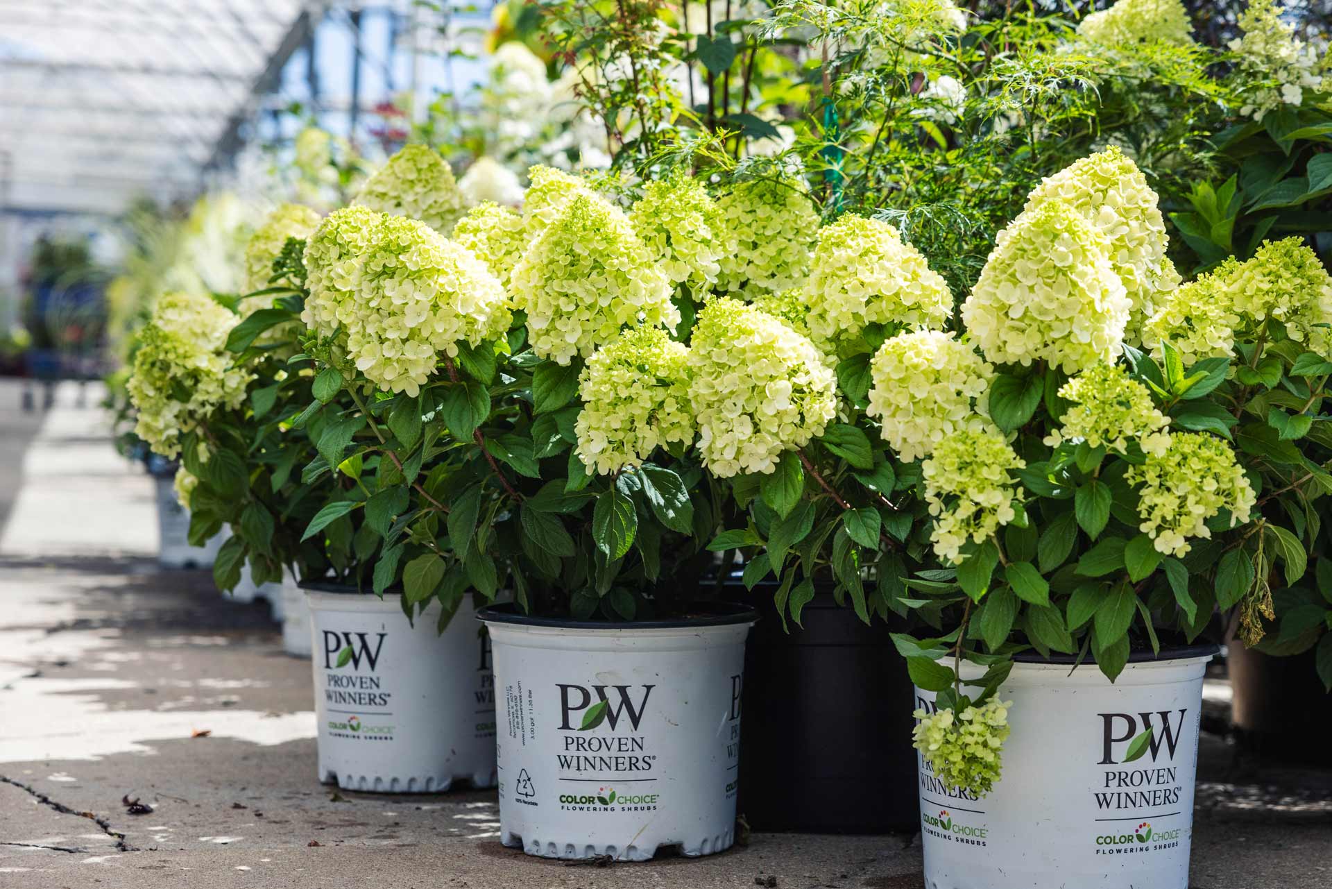 Shrubs