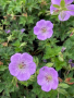Cranesbill Geranium 'Azure Rush' 2 Gallon