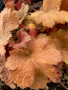 Coral Bells 'Southern Comfort' 1 Gallon