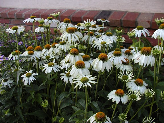 Coneflower 'White Swan' 1 Gallon