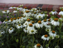 Coneflower 'White Swan' 1 Gallon
