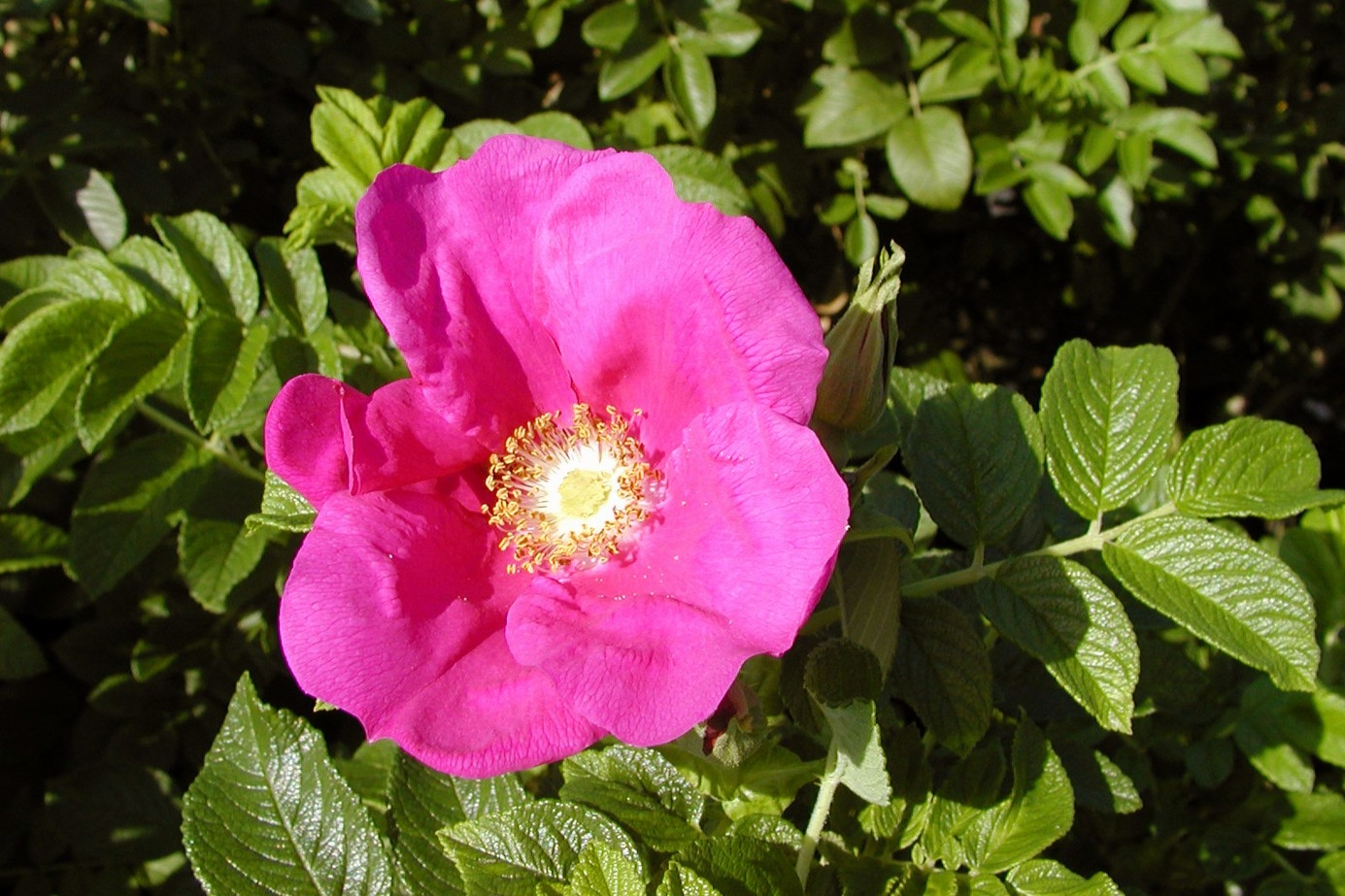 Rugosa Rose 2 Gallon