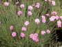 Dianthus 'Mountain Mist' 1 Gallon