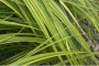 Sedge Evercolor&reg; 'Everlime' 1 Gallon