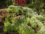 Sweet Woodruff 1 Gallon
