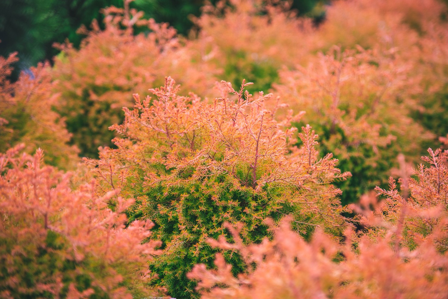 Arborvitae Fire Chief&trade; on Standard 3 Gallon