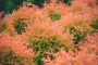 Arborvitae Fire Chief&trade; on Standard 3 Gallon