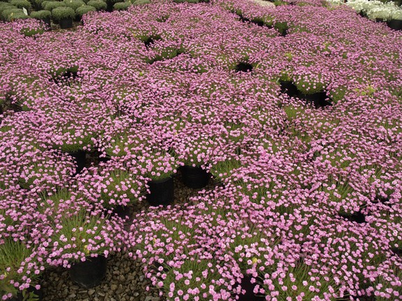 Dianthus 'Tiny Rubies' 1 Gallon