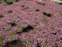 Dianthus 'Tiny Rubies' 1 Gallon