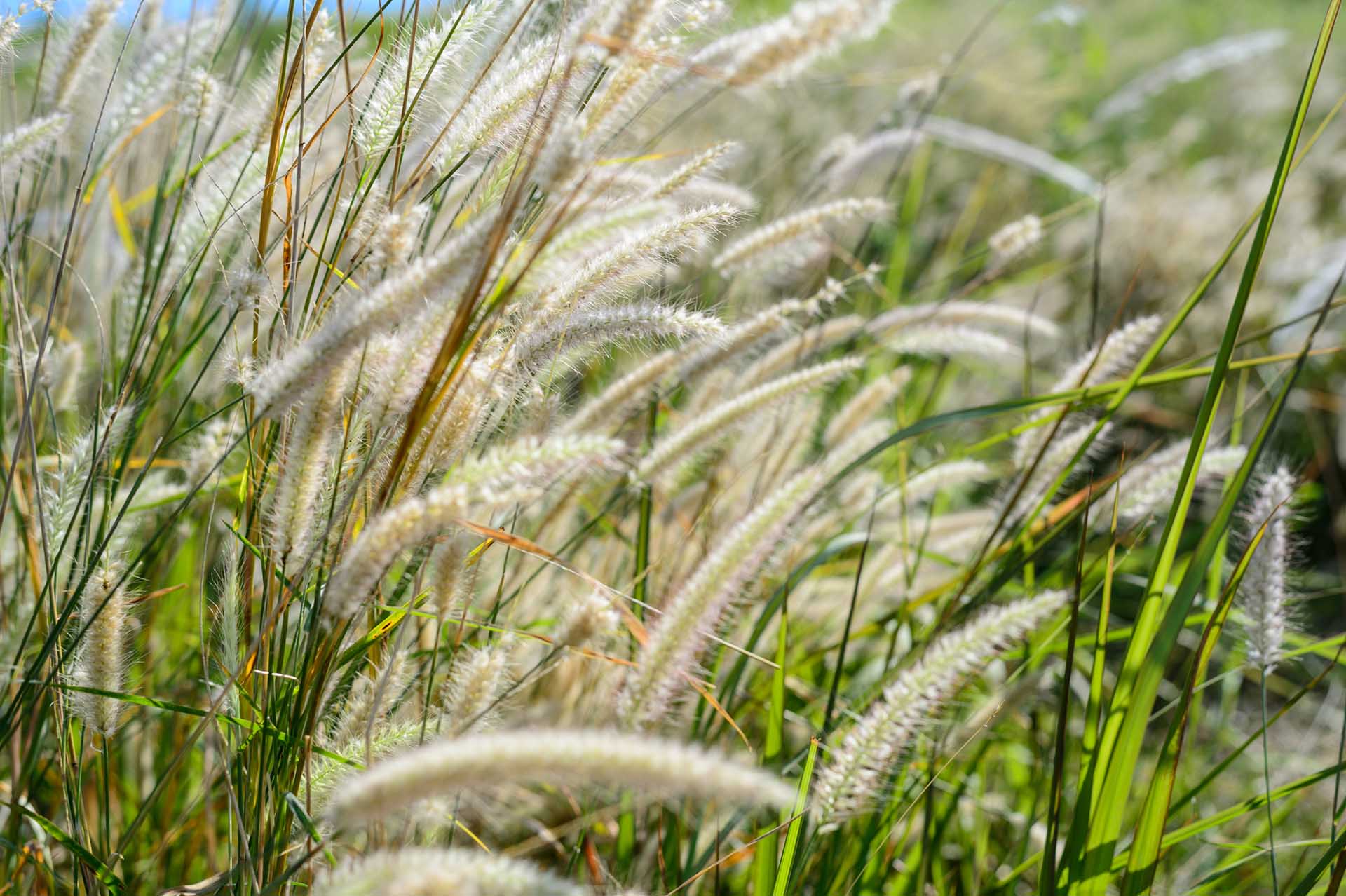 Grasses