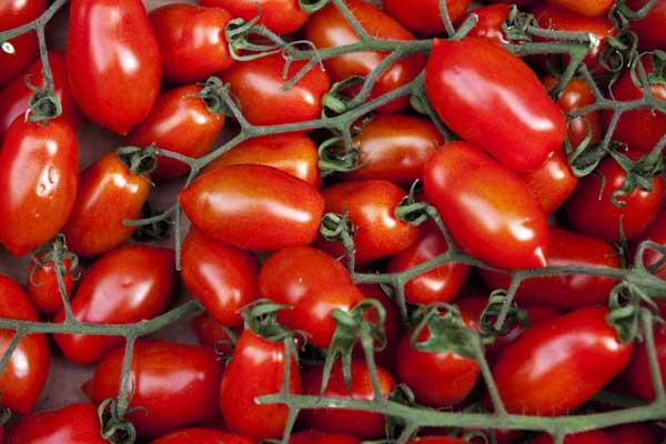 Plum Tomato 'La Roma Red' 3.5"
