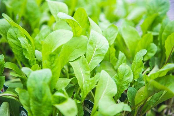 Arugula, Roquette 3.5"