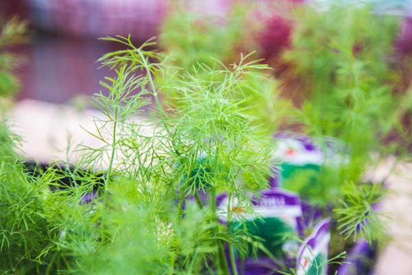 Dill 'Fernleaf' 3.5 Inch