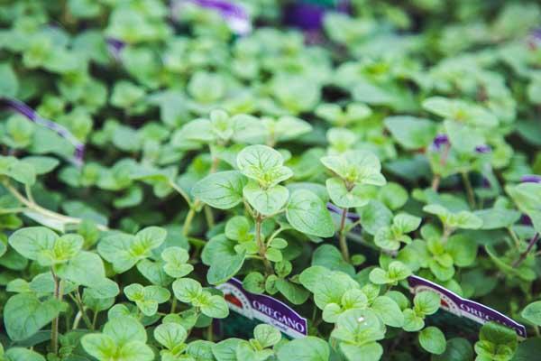 Greek Oregano 3.5 Inch