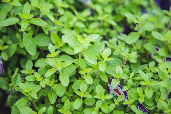 Italian Oregano 3.5 Inch